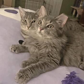 Rescue Tabby and Domestic Medium Hair Cats for Adoption in Harrisburg, Pennsylvania - Meadow And Khaleesi - Bonded Sisters | PetCurious