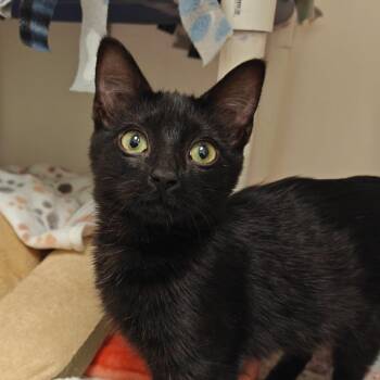 Domestic Short Hair Cats Available for Adoption - Griffin | PetCurious