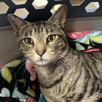 Basil -  Domestic Short Hair Cat for Adoption in Dekalb, Illinois - Basil | PetCurious