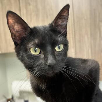 Domestic Short Hair Cats Available for Adoption in Kansas City, Kansas - Circe | PetCurious