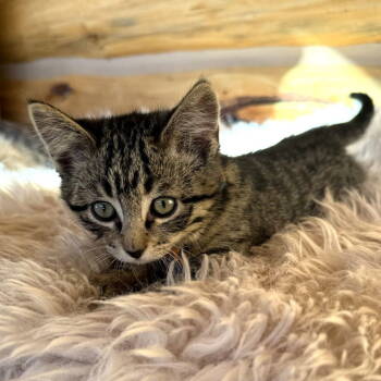 Rescue Domestic Short Hair Cats for Adoption in Laramie, Wyoming - Shaboozey | PetCurious