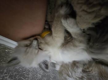 Domestic Short Hair Cats Available for Adoption in Fruit Heights, Utah - Bread Puddin | PetCurious