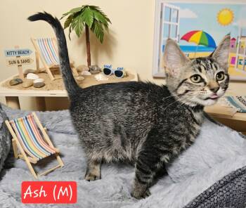 Ash -  Domestic Medium Hair Cat for Adoption in Ephrata, Washington - Ash | PetCurious
