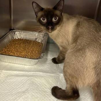 Thailand -  Siamese and Domestic Short Hair Cat for Adoption in Fort Worth, Texas - Thailand | PetCurious