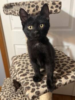 Darby (26-083 C) -  Domestic Short Hair Cat for Adoption in Lansing, Michigan - Darby (26-083 C) | PetCurious
