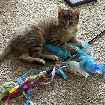 Lani -  Domestic Short Hair Cat for Adoption in Cleveland, Ohio - Lani | PetCurious