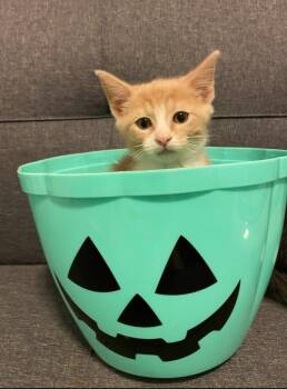 Rescue Domestic Short Hair Cats for Adoption in Walnutport, Pennsylvania - Crush | PetCurious