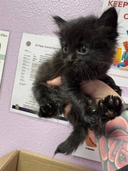 61184922 -  Domestic Long Hair Cat for Adoption in El Paso, Texas - 61184922 | PetCurious