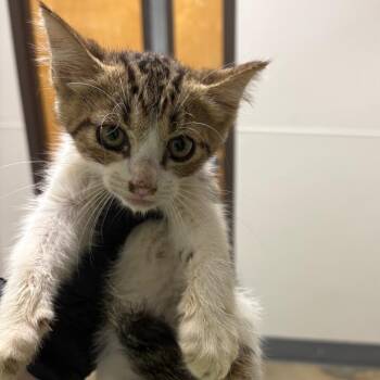 Mason -  Domestic Short Hair Cat for Adoption in Columbiana, Alabama - Mason | PetCurious