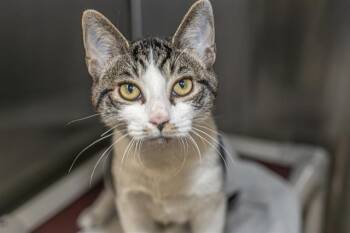A1270176 -  Domestic Short Hair Cat for Adoption in Charlotte, North Carolina - A1270176 | PetCurious