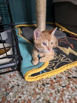 Dominic -  American Shorthair Cat for Adoption in Maitland, Florida - Dominic | PetCurious