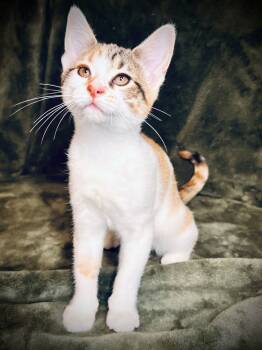 Rescue Calico Cats for Adoption in Chicago, Illinois - Yafa | PetCurious