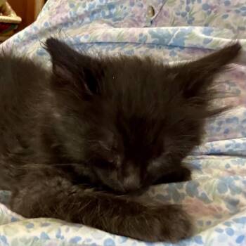 Marvin* -  Domestic Short Hair Cat for Adoption in San Gabriel, California - Marvin* | PetCurious