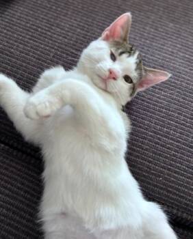 Popeye -  Domestic Short Hair Cat for Adoption in North Babylon, New York - Popeye | PetCurious