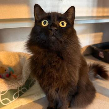 Rescue Domestic Long Hair Cats for Adoption in Hudson, New York - Obsidian | PetCurious