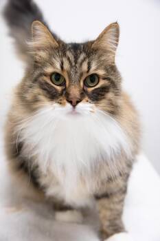 Siberian Cats Available for Adoption - Ziggy | PetCurious