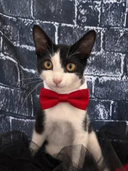 Everett -  Domestic Short Hair Cat for Adoption in Houston, Texas - Everett | PetCurious
