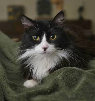 Domestic Long Hair Cats Available for Adoption in Houston, Texas - Brinell  | PetCurious