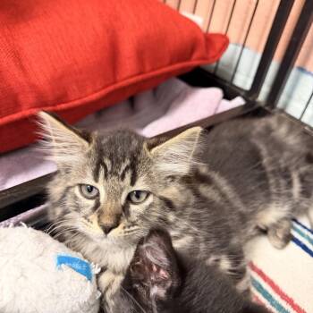 bug -  Domestic Long Hair Cat for Adoption in Columbus, North Carolina - Bug | PetCurious