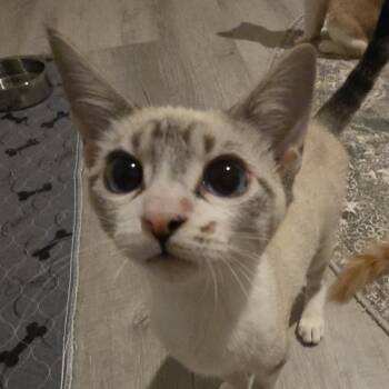 Skittles -  Siamese Cat for Adoption in Liverpool, Texas - Skittles | PetCurious
