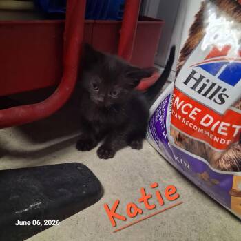 Katie -  Domestic Short Hair Cat for Adoption in Hartford City, Indiana - Katie | PetCurious