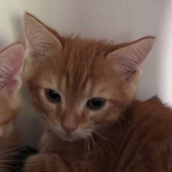 Domestic Short Hair Cats Available for Adoption in Jeffersonville, Indiana - Scooter | PetCurious