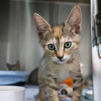 Bisquitmaking Baby -  Domestic Short Hair Cat for Adoption in Bradenton, Florida - Bisquitmaking Baby | PetCurious