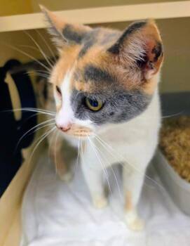 Sorbet -  Domestic Short Hair Cat for Adoption in Bloomington, Indiana - Sorbet | PetCurious
