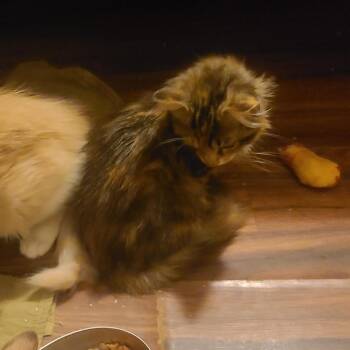 Mud Song -  Domestic Medium Hair Cat for Adoption in Fredericksburg, Virginia - Mud Song | PetCurious