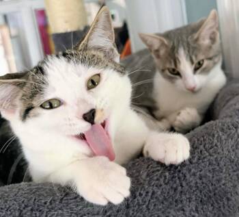 Belle and Willow (bonded female kittens, reduced adoption fee) -  Domestic Short Hair Cat for Adoption in Melrose, Massachusetts - Belle And Willow (bonded Female Kittens, Reduced Adoption Fee) | PetCurious