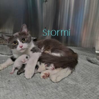 Stormi -  Domestic Medium Hair Cat for Adoption in Parkersburg, West Virginia - Stormi | PetCurious