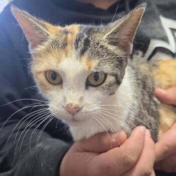 Pixel -  American Shorthair Cat for Adoption in Blue Earth, Minnesota - Pixel | PetCurious