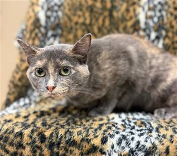 Domestic Short Hair Cats Available for Adoption in Conroe, Texas - YOKIO | PetCurious