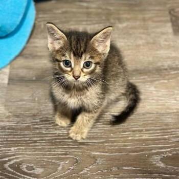 Boba -  Domestic Short Hair Cat for Adoption in Madison, Wisconsin - Boba | PetCurious