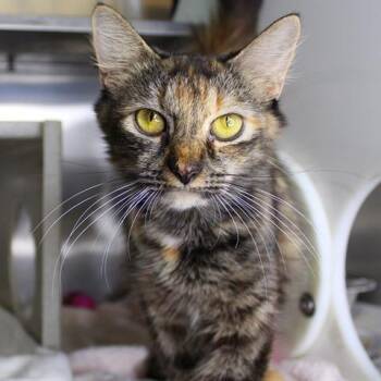 Ripley -  Domestic Long Hair Cat for Adoption in Hopkinton, Massachusetts - Ripley | PetCurious