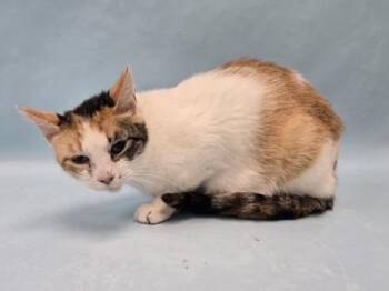 Mae -  Domestic Short Hair Cat for Adoption in Minneapolis, Minnesota - Mae | PetCurious