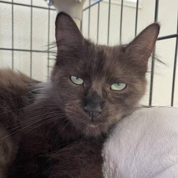 Belle -  Maine Coon and Domestic Short Hair Cat for Adoption in Canton, Illinois - Belle | PetCurious