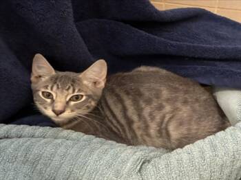 *VELVET -  Domestic Short Hair Cat for Adoption in Woodland, California - *VELVET | PetCurious