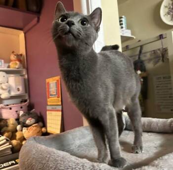 Russian Blue Cats Available for Adoption - Bunny | PetCurious