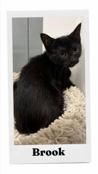 Brook -  Domestic Short Hair Cat for Adoption in Caistor Centre, Ontario - Brook | PetCurious