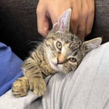 Annabeth -  Tabby and Domestic Short Hair Cat for Adoption in Harrisburg, Pennsylvania - Annabeth | PetCurious