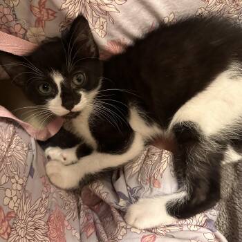 Midnight Meding -  Domestic Short Hair Cat for Adoption in Morrison, Colorado - Midnight Meding | PetCurious