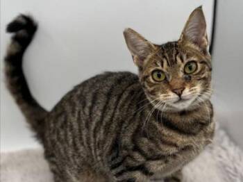 Rescue Domestic Short Hair Cats for Adoption in Portland, Oregon - Tigress | PetCurious
