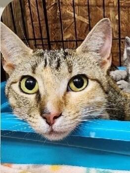 Rescue Domestic Short Hair Cats for Adoption in Troy, Alabama - Emerald | PetCurious