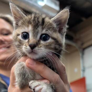 Rescue Domestic Short Hair Cats for Adoption in Sioux Falls, South Dakota - Tabby | PetCurious