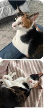 Lily (Courtesy Post) -  Domestic Short Hair Cat for Adoption in San Jose, California - Lily (Courtesy Post) | PetCurious