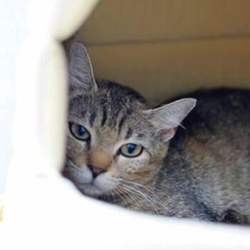 Brook -  Domestic Short Hair Cat for Adoption in Atlanta, Georgia - Brook | PetCurious