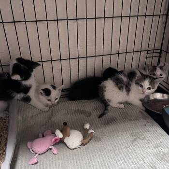 Apollonia (C000-205)- City of Industry Location -  Domestic Short Hair Cat for Adoption in Chino Hills, California - Apollonia (C000-205)- City Of Industry Location | PetCurious