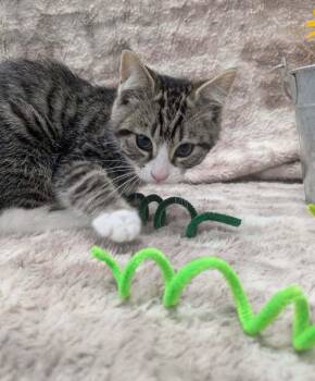 Bandit -  Domestic Short Hair Cat for Adoption in Raleigh, North Carolina - Bandit | PetCurious