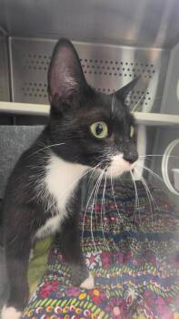 Lola -  Domestic Short Hair Cat for Adoption in Athens, Tennessee - Lola | PetCurious
